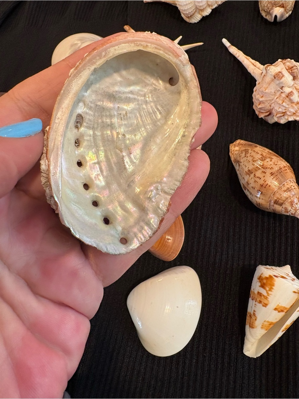 SEASHELLS ~ 🐚 Natural Seashell Collection Lot Set Real Shells! - Picture 8 of 16